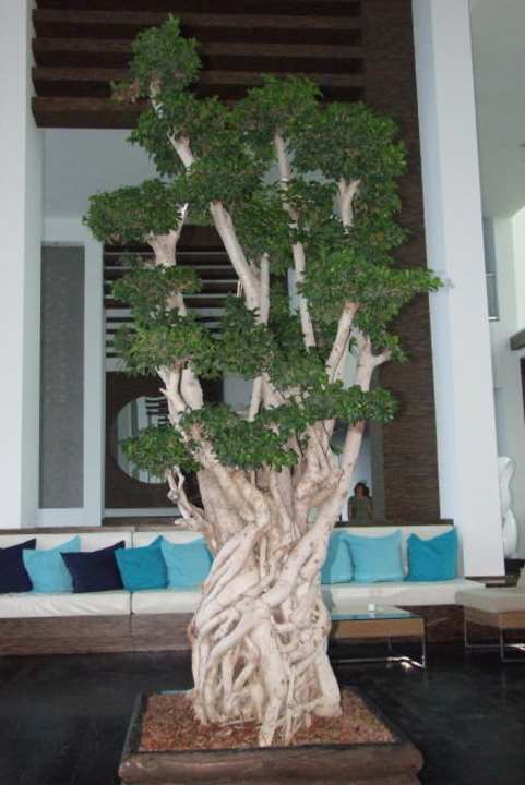 Carpe Diem Onyria Claros Resort & Spa Hotel Aria Claros Beach & Spa Resort