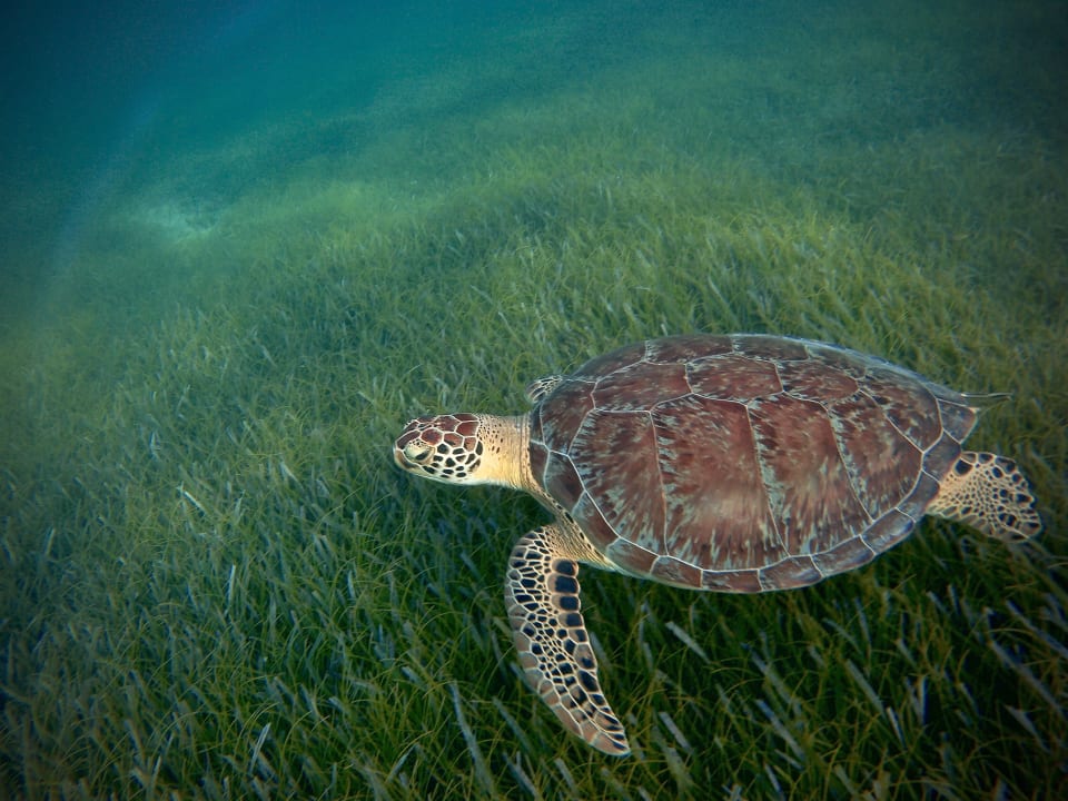 Sport & Freizeit Akumal Bay Beach & Wellness Resort