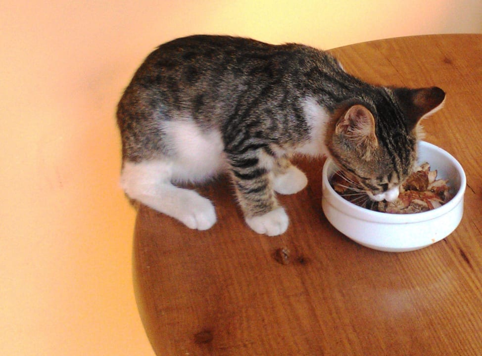 Die kleine Mitbewohner Özlem Garden Hotel