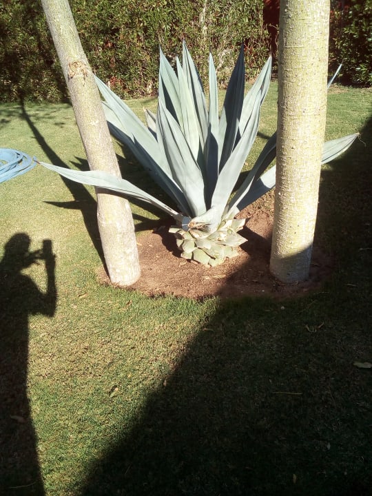Gartenanlage Pickalbatros Alf Leila Wa Leila Resort - Neverland Hurghada