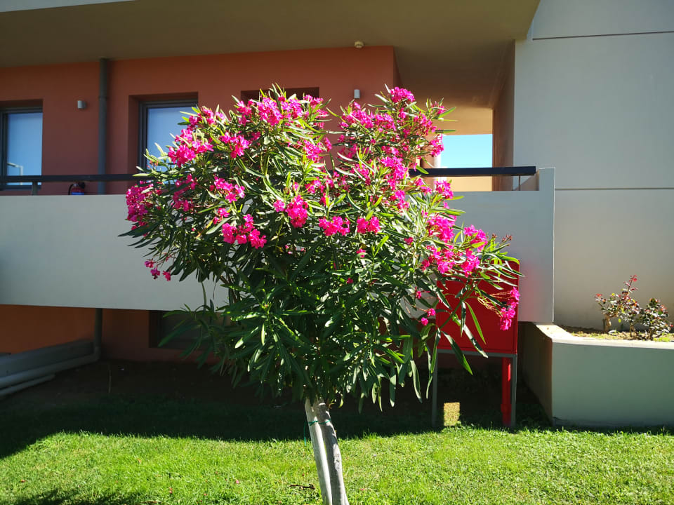 Gartenanlage Astir Odysseus Kos Resort & Spa