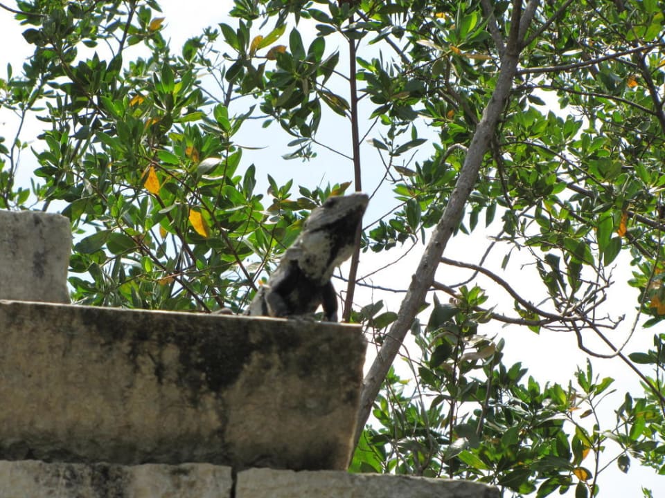 Ausblick Catalonia Royal Tulum Beach & Spa Resort - Adults only