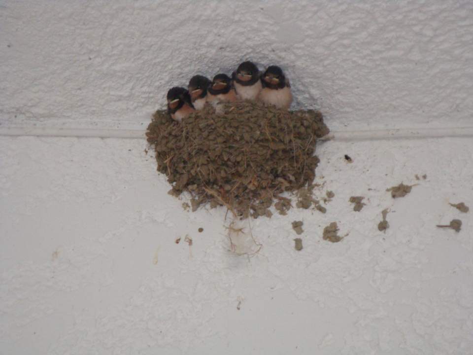 Garten Oasis Oasis Hotel & Bungalows Rhodos