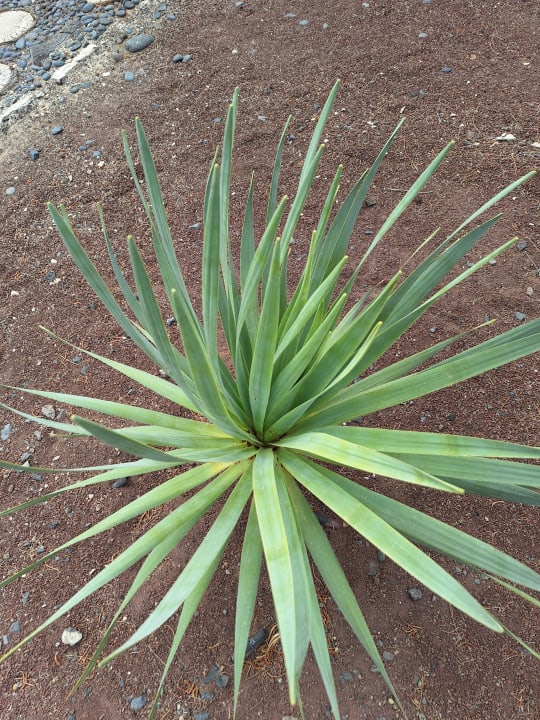 Gartenanlage Aldiana Club Fuerteventura