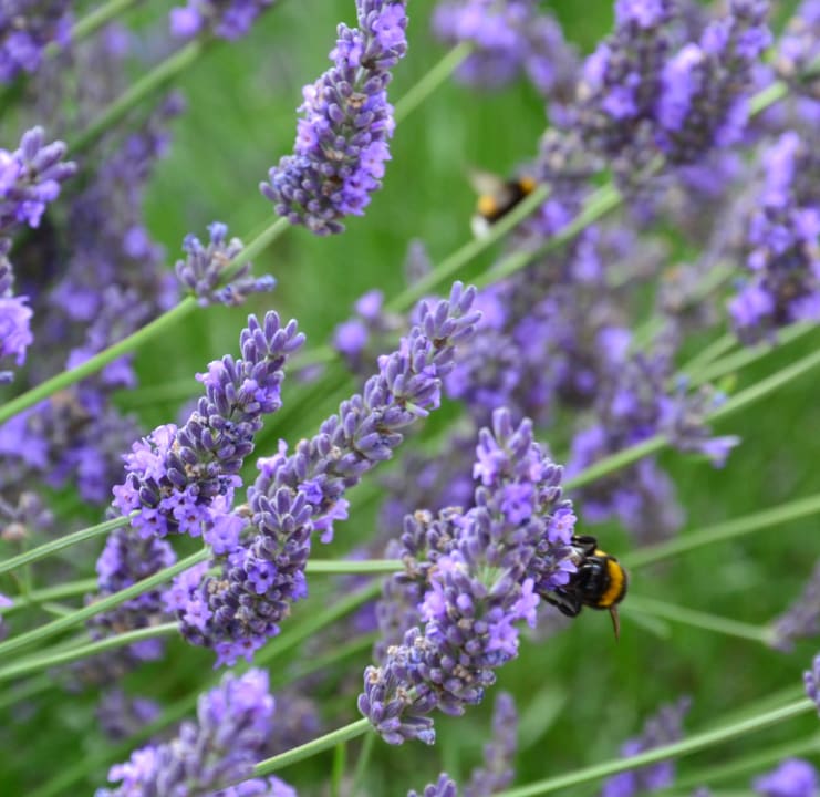 Gartenanlage Hotel Lavendelhof & Eselhof Nauen