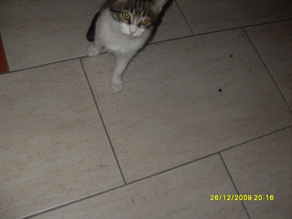 Hotelkatzen Labranda Alantur Resort