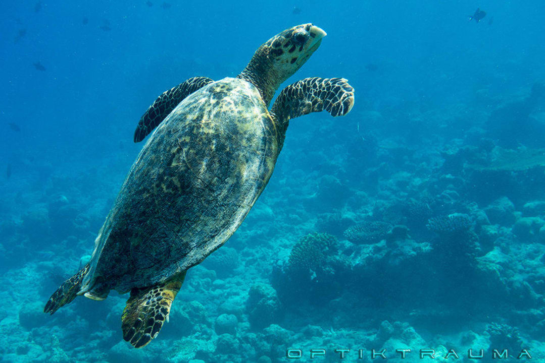 Hallo Kuramathi Maldives