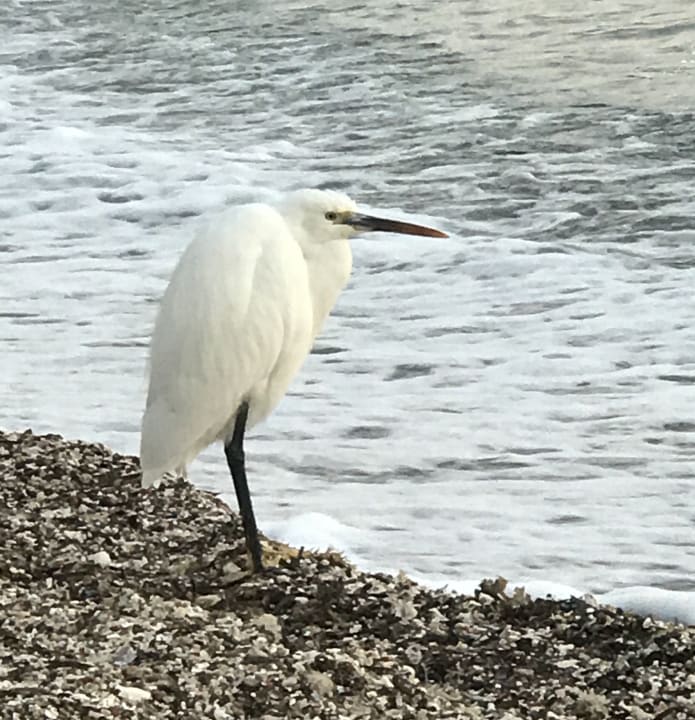 Strand Mövenpick Resort El Quseir