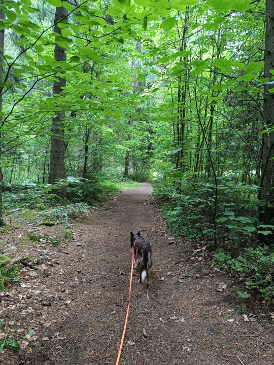 Gartenanlage Spirit & SPA Hotel Birkenhof am Elfenhain