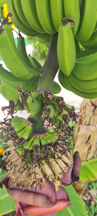 Gartenanlage Palmeras Beach Hotel