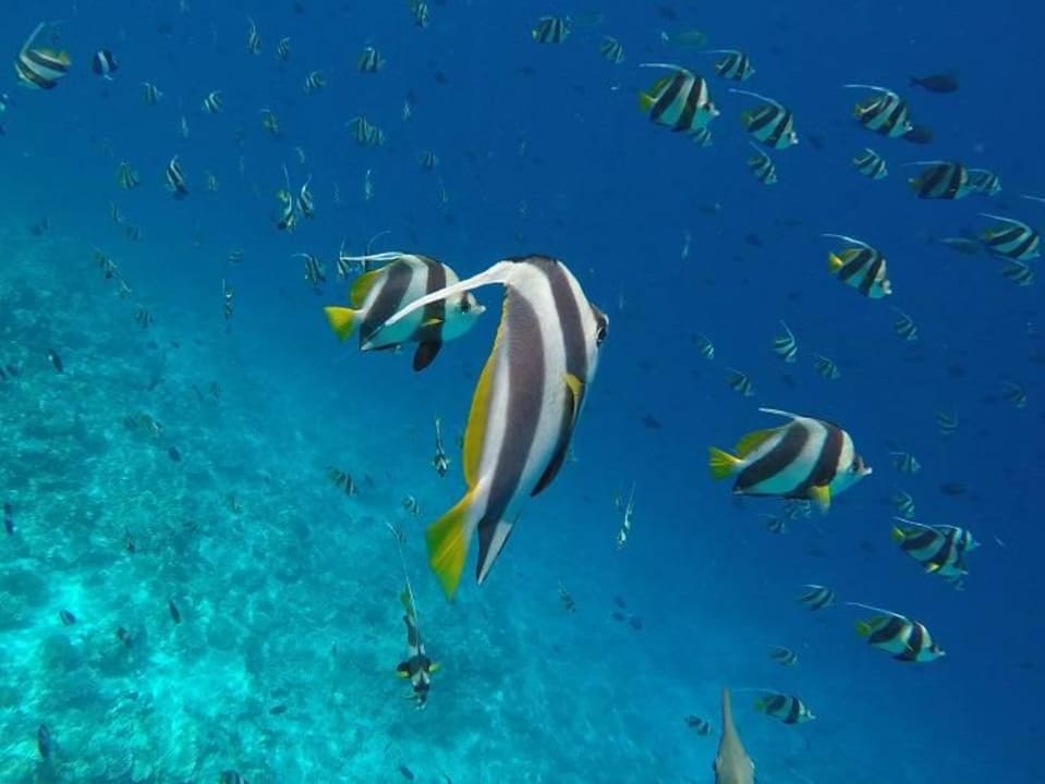 Super zum Schnorcheln Filitheyo Island Resort