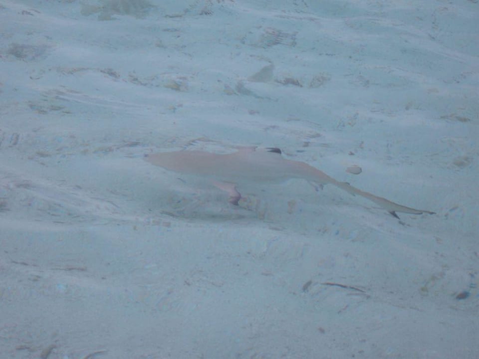 Requin Meeru Maldives Resort Island