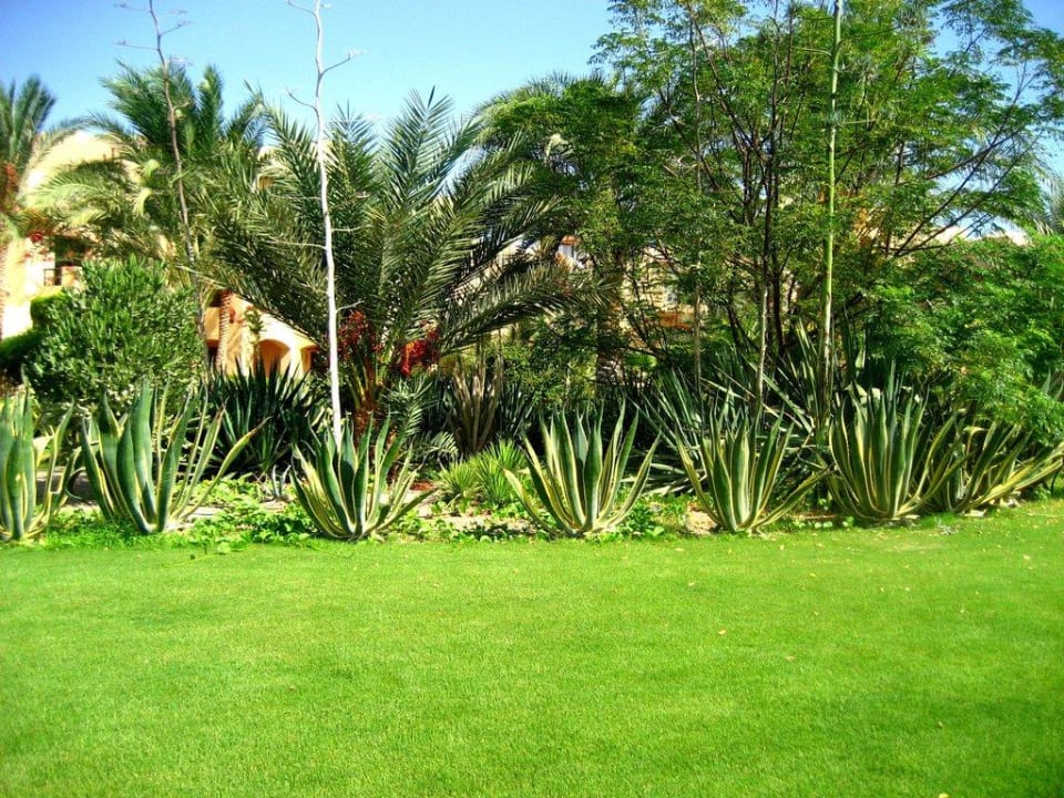 In der Wüste so schönes Grün Steigenberger Coraya Beach - Adults only