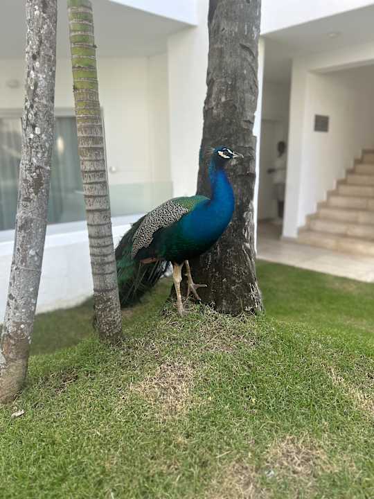 Gartenanlage Grand Bávaro Princess