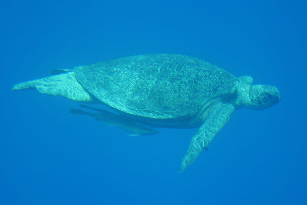 Tuż przy molo Three Corners Sea Beach Resort