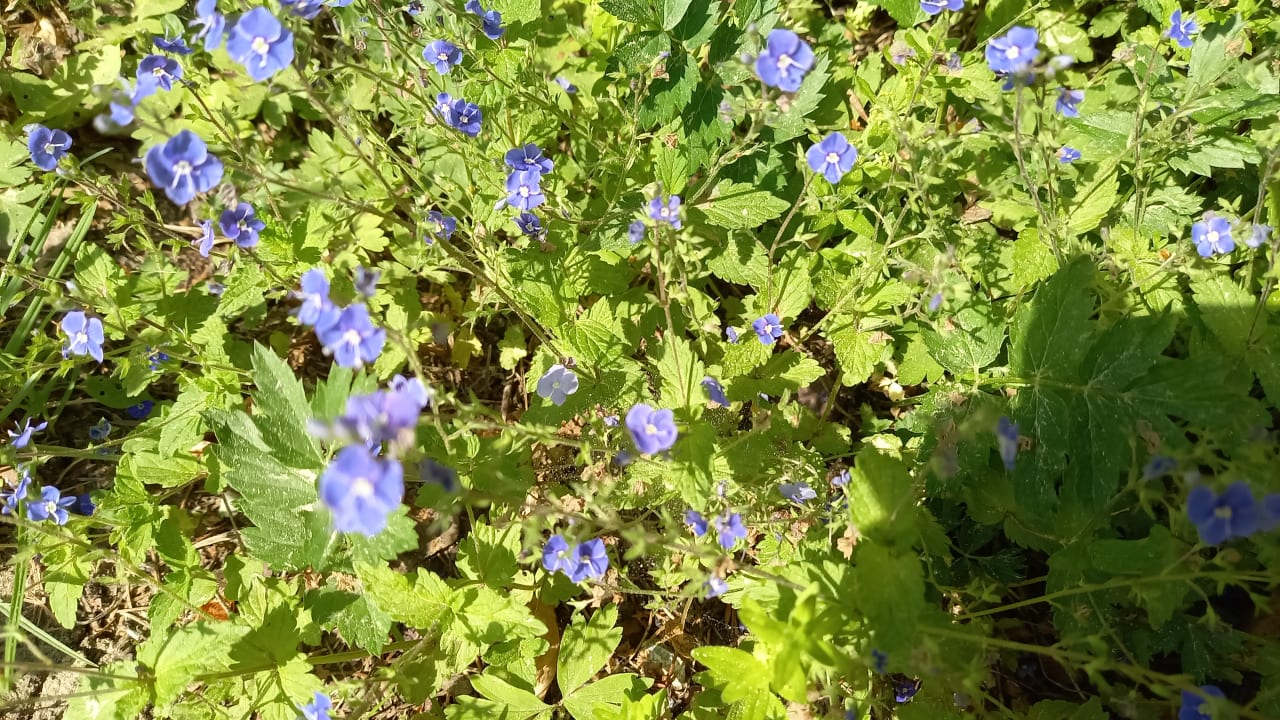 Garten Wilfinger Ring Bio Hotel