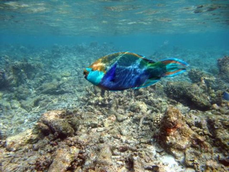 Schnorcheln am Hausriff NH Collection Maldives Reethi Resort