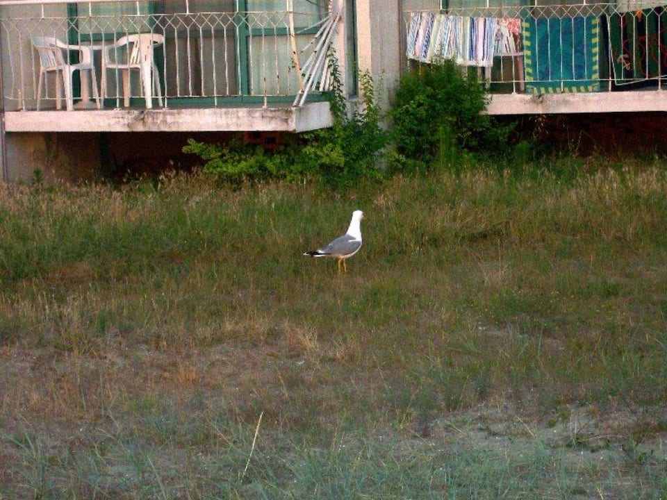 Gartenanlage? Hotel Borjana