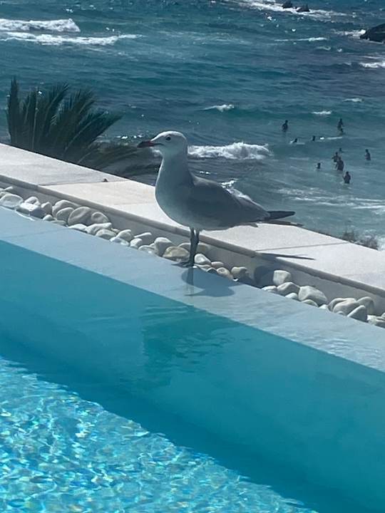 Pool Hotel Serrano Palace