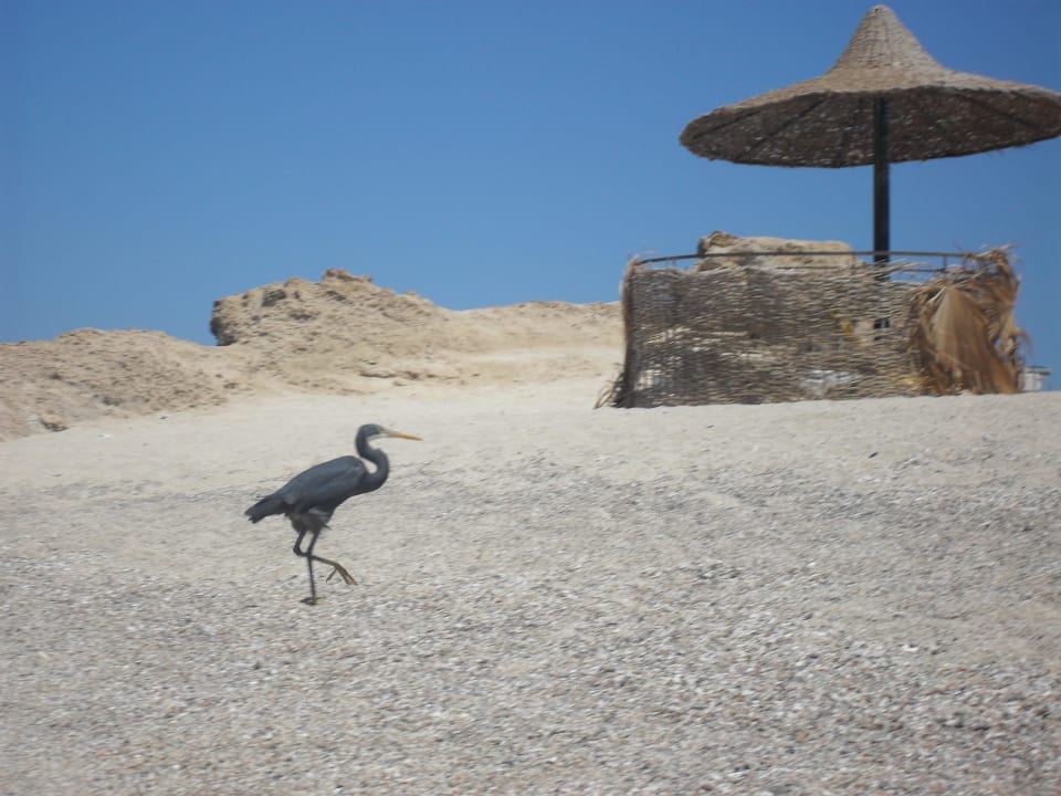 Strand Pensée Royal Garden Beach Resort