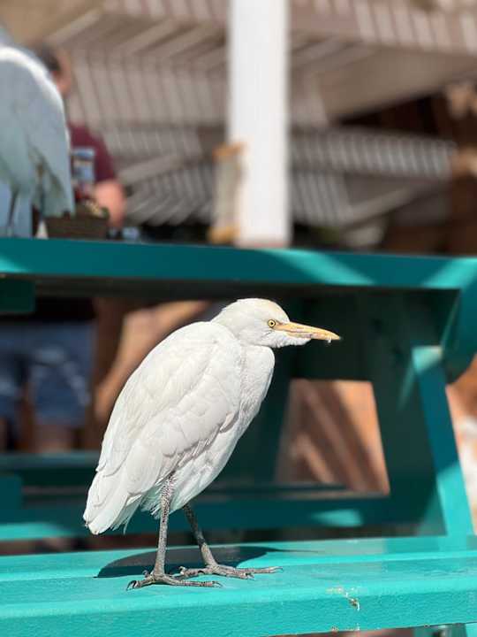 Außenansicht Desert Rose