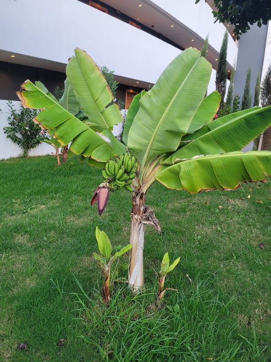 Gartenanlage Lyttos Beach Hotel