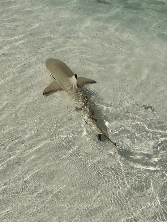 Strand Kuramathi Maldives