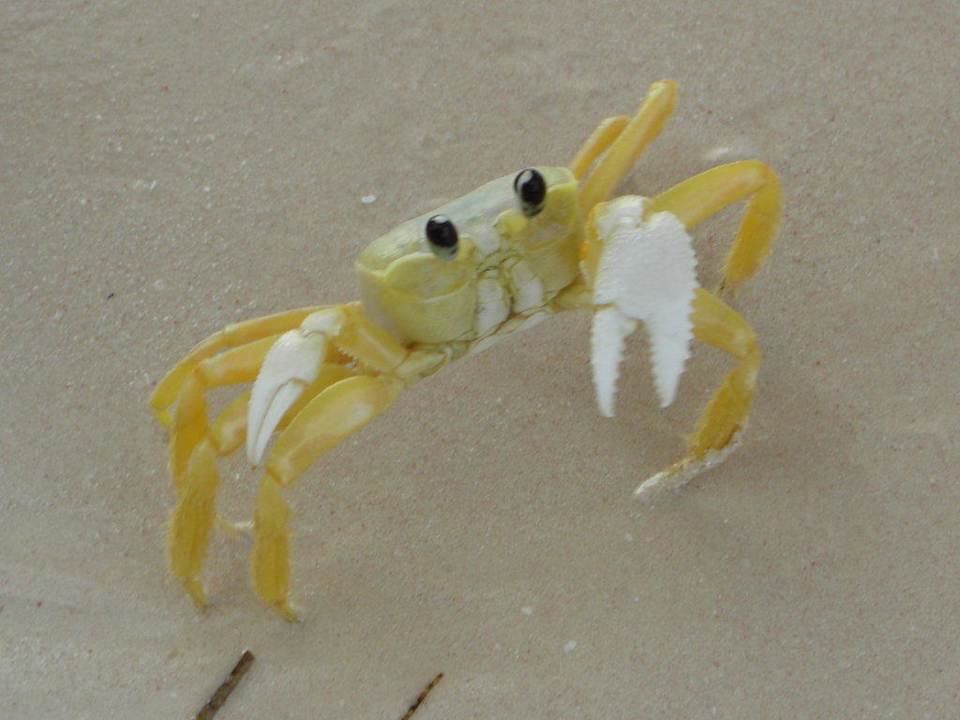 Unser kleiner Freund Grand Palladium Select Bávaro Resort & Spa