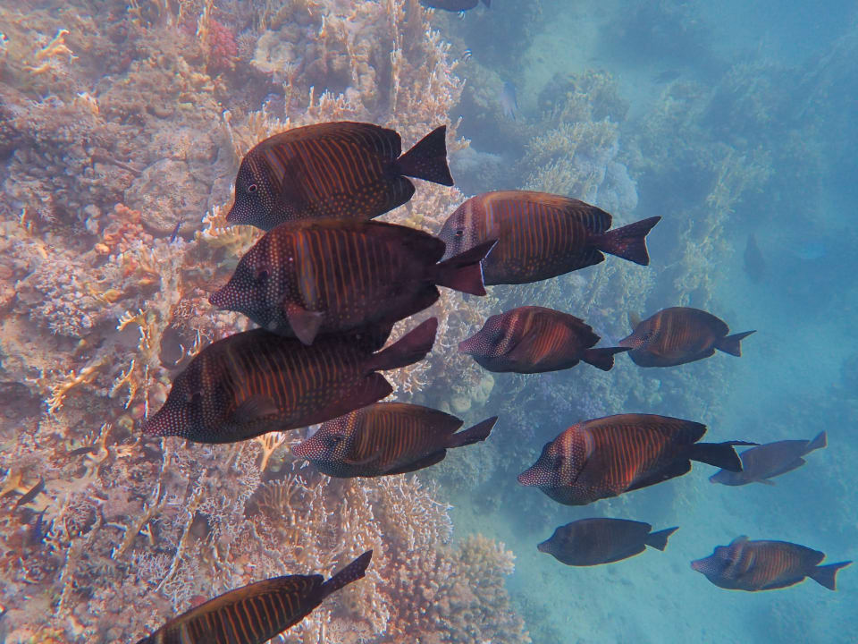 Strand Steigenberger Coraya Beach - Adults only