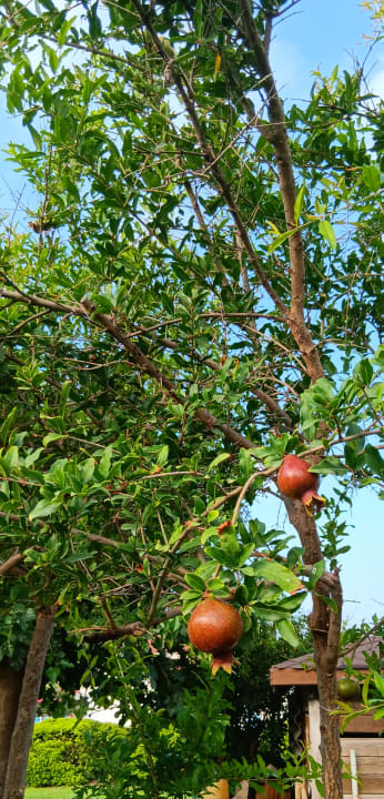 Gartenanlage Side Royal Palace Hotel & Spa