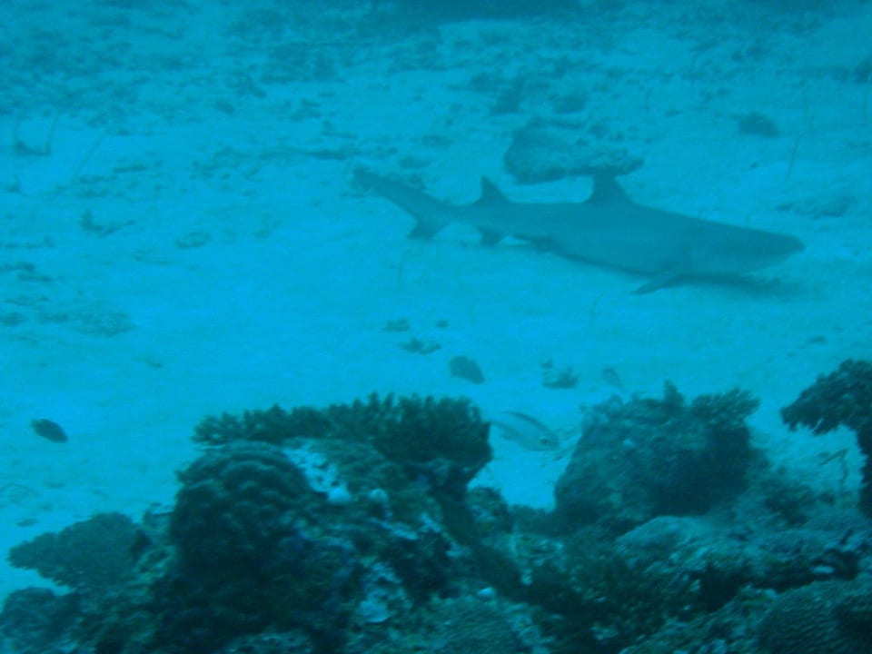 Kleiner Hai Eri Maldives