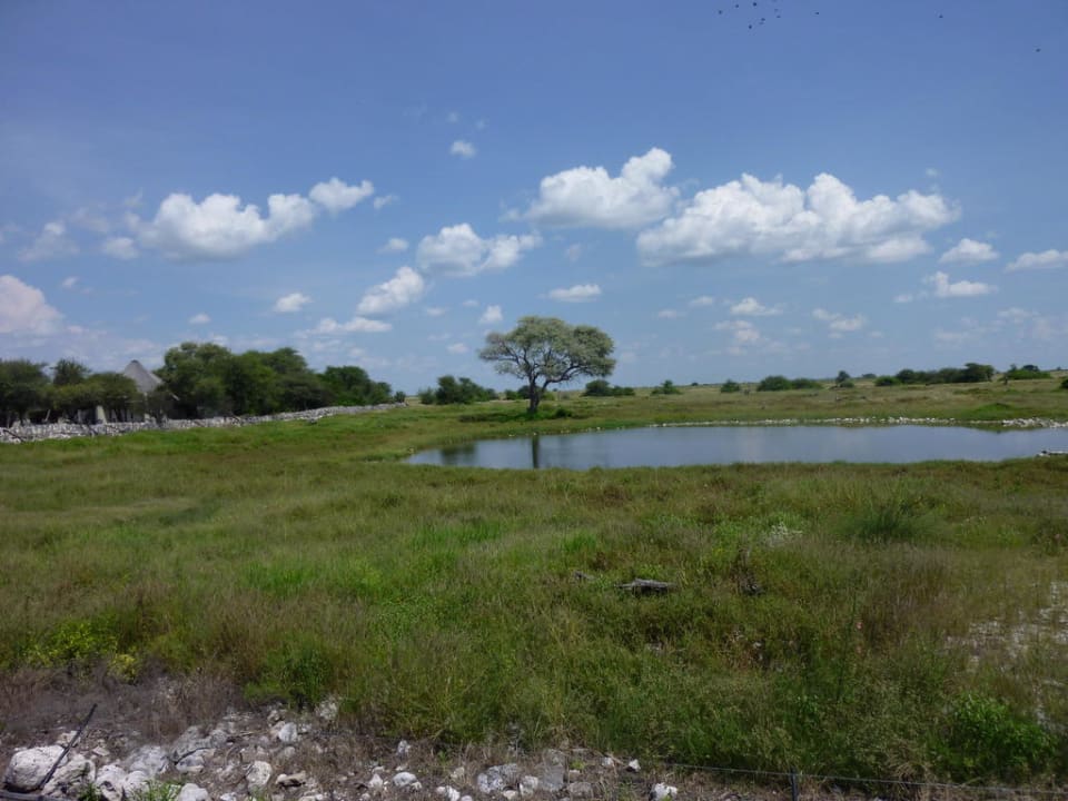 Wasserloch in der Regenzeit Okaukuejo Camp