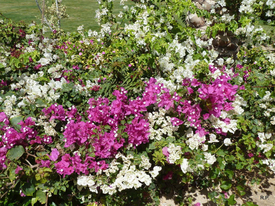 Garten Three Corners Happy Life Beach Resort