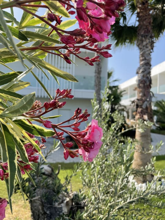 Gartenanlage White Dreams Resort & Anex