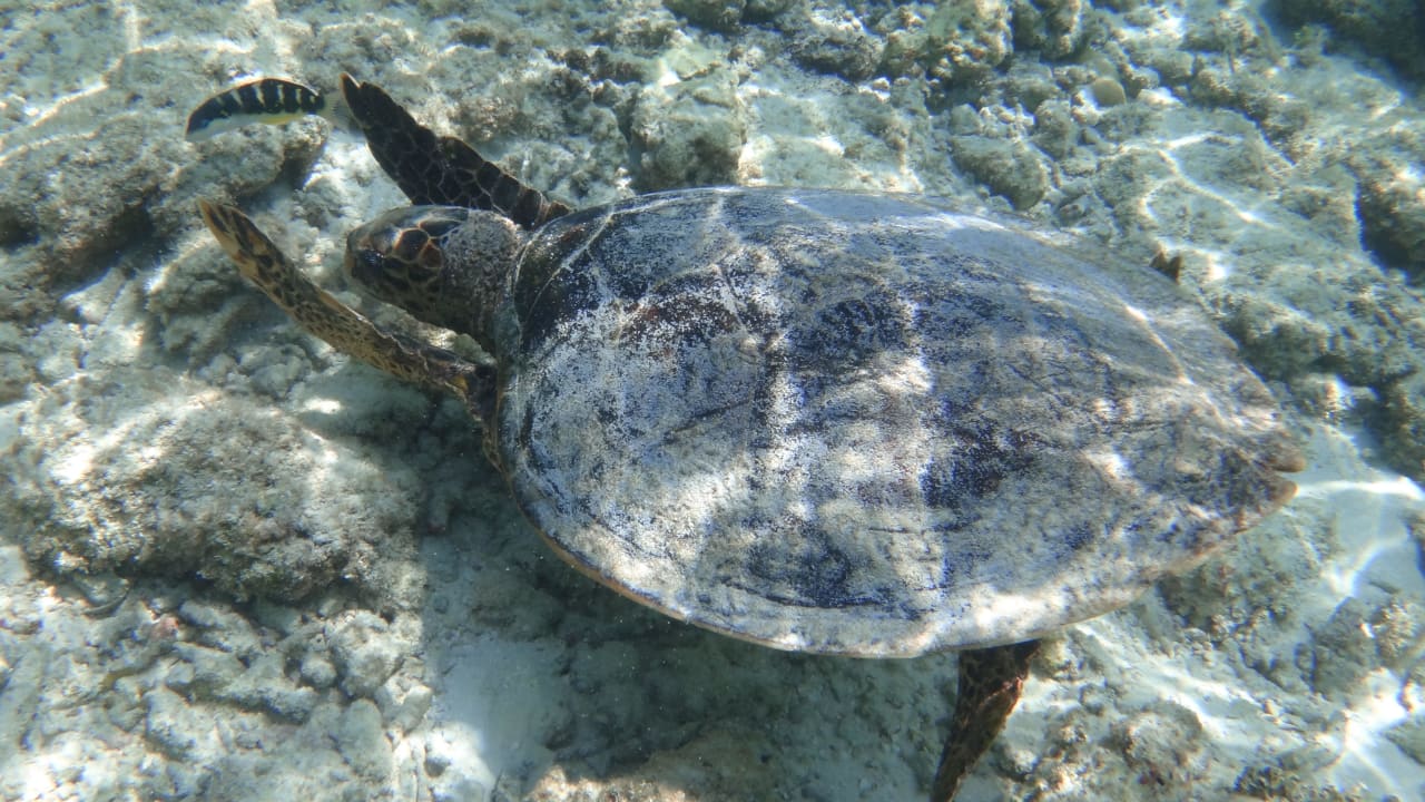 Turtle NH Collection Maldives Reethi Resort