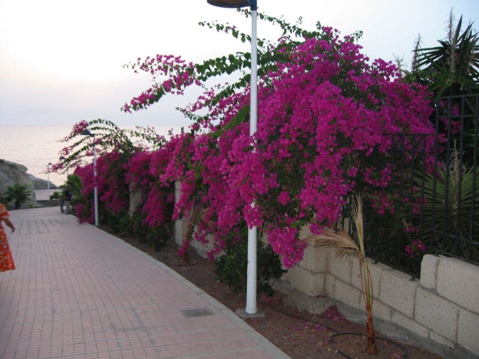 Auf dem Weg zum Strand Hotel Riu Arecas - Adults only