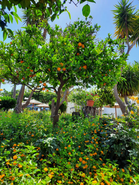 Außenansicht Corissia Beach Hotel