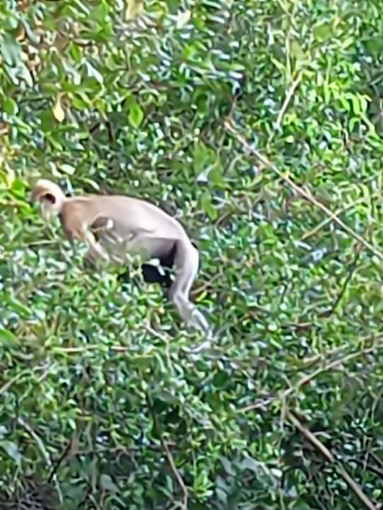 Ausblick Serenity Boutique - Unawatuna