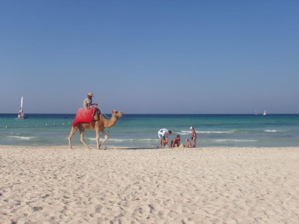 Kamel am Hotelstrand Calimera Yati Beach