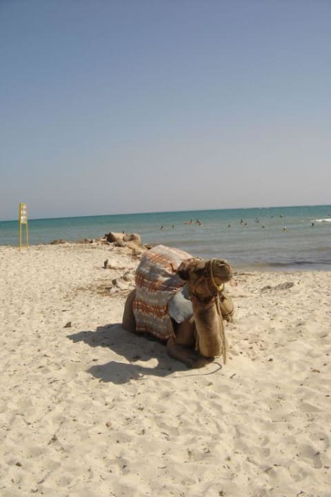 Chameau sur la plage Caribbean World Thalasso Djerba