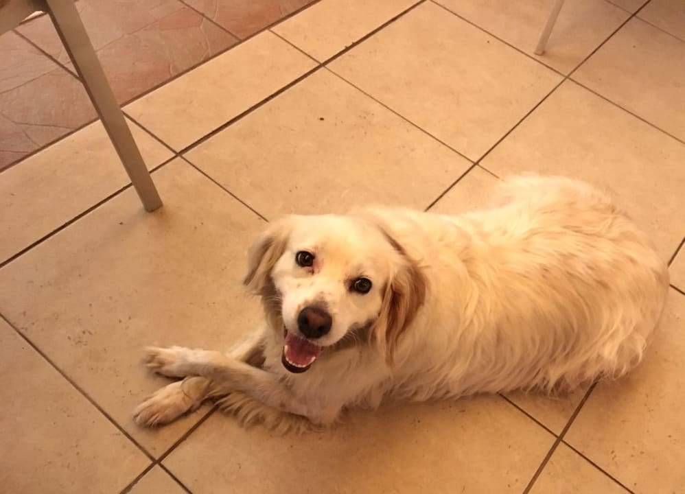 Sonstiges Elea Beach Hotel