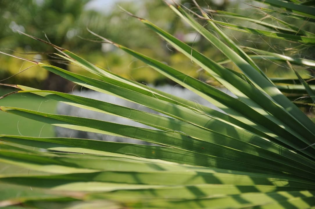 Palme Susesi Luxury Resort