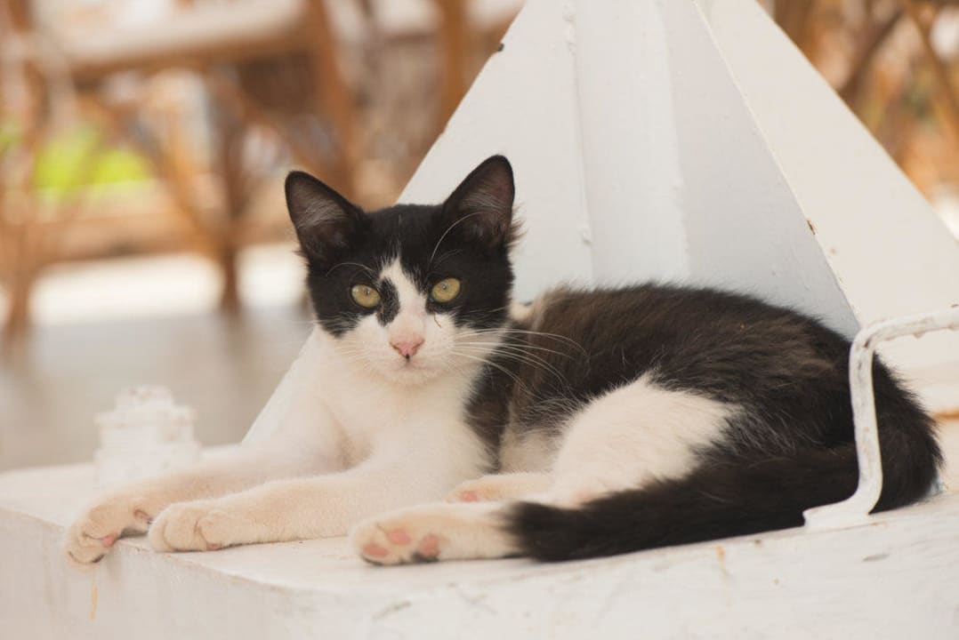 Hotelkatze Happy Life Village