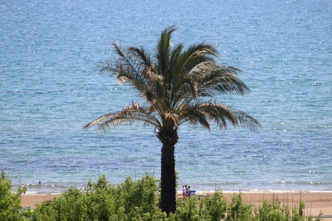 Palme am Strand Trendy Aspendos Beach Hotel