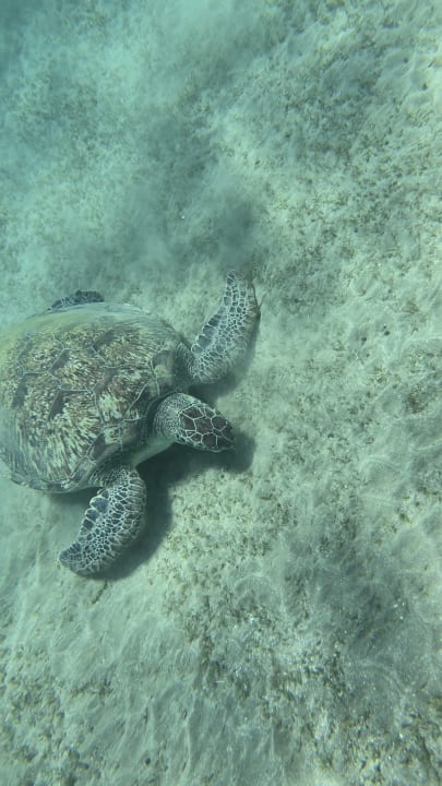 Strand Malikia Resort Abu Dabbab