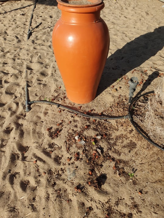 Strand Miramar Al Aqah Beach Resort