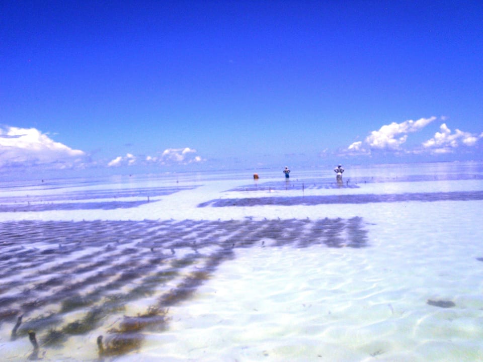 Algenzucht Sultan Sands Island Resort & Spa