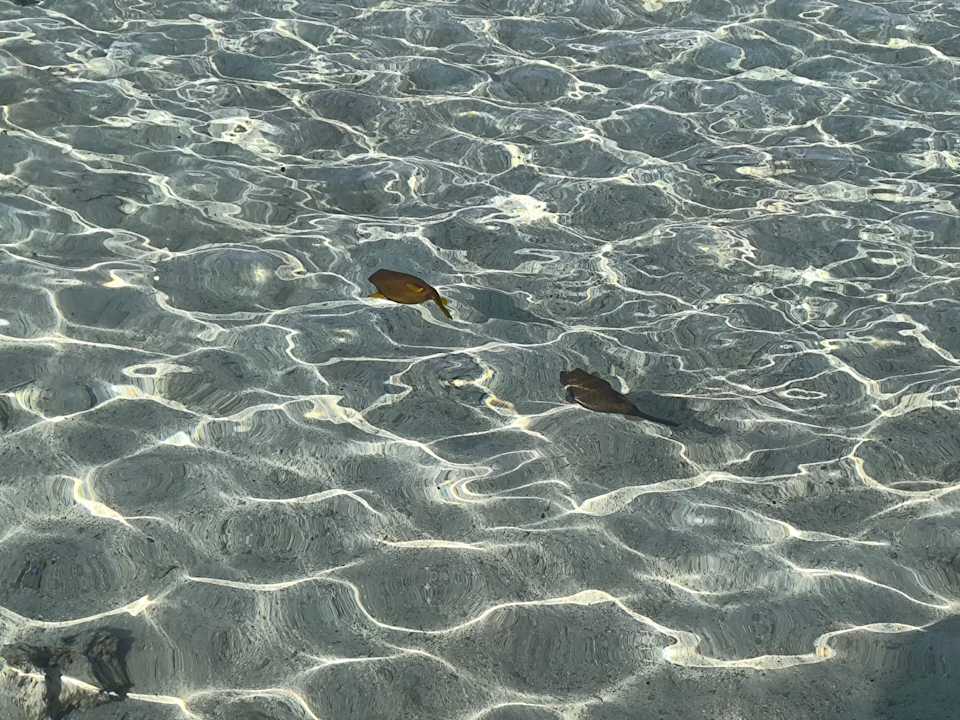 Strand Pickalbatros Royal Moderna Resort-Sharm El Sheikh