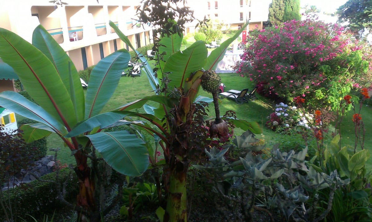 Piękna roślinność Hotel Dom Pedro Garajau