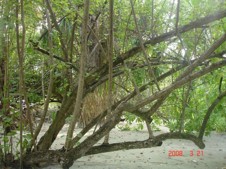 Ogród Villa Park Sun Island